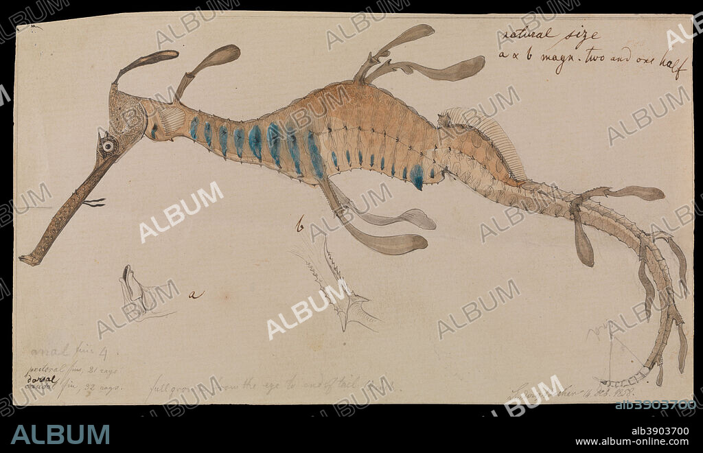 LUDWIG BECKER. Weedy Seadragon, Phyllopteryx foliatus (=Phyllopteryx taeniolatus). Date/Period: 1858. Image. Pencil, watercolour and indian ink on paper Pencil, watercolour and indian ink on paper.