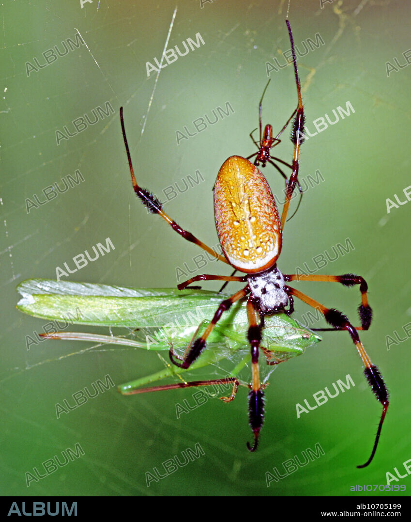Female Golden Silk Spider (Nephila clavipes) with captured Grasshopper as smaller male approaches. Duval County, Florida.