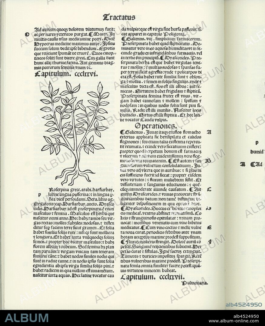 Roserpina, Plantain, Fig. 5, Meydenbach, Jacob (Herausgeber), 1511, Hortus sanitatis. Facsim. ed. Würzburg: Popp, 1978.