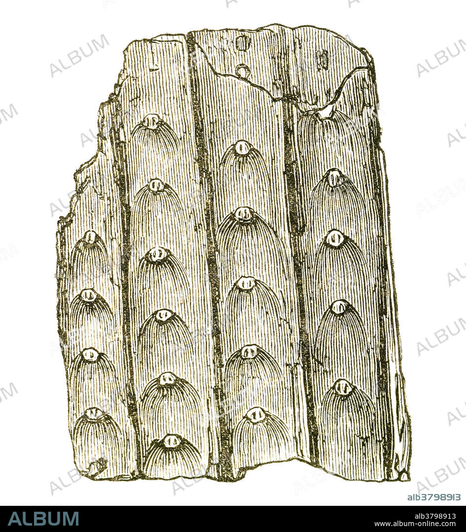 Bark of Sigillaria laevigata, a large tree-like plant from the Carboniferous Period. Sigillaria fossils are often found in coal mines. Illustration from Louis Figuier's The World Before the Deluge, 1867 American edition.
