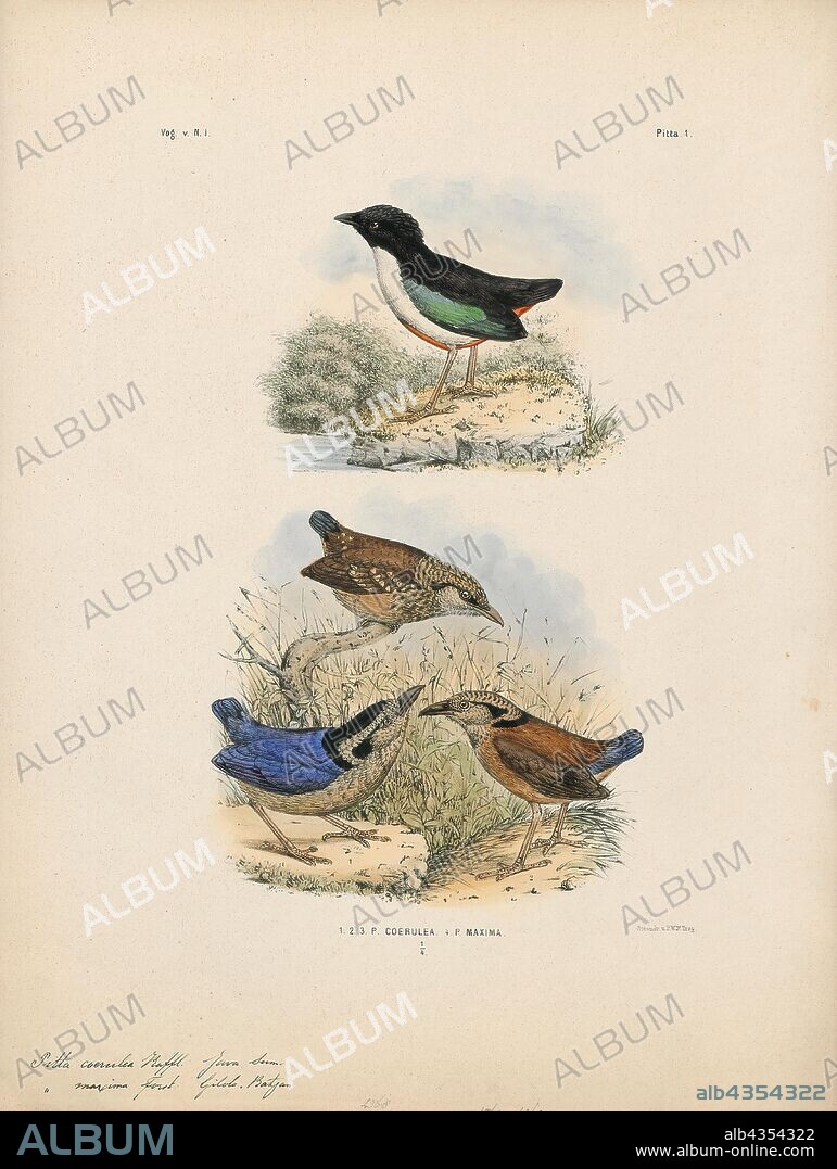 Pitta caerulea, Print, The giant pitta (Hydrornis caeruleus) is a species of bird in the Pittidae family., 1863-1876.