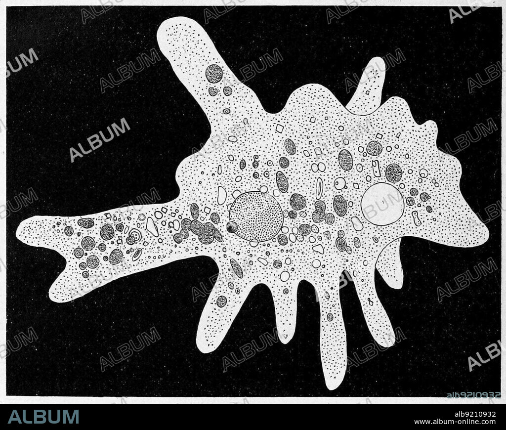 Amoeba proteus, a large species of amoeba closely related to another genus of giant amoebae, Chaos, Historic, digitally restored reproduction from a 19th century original
