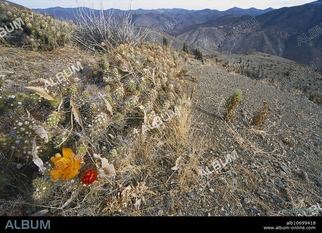 Cactus (Opuntia ovata) near Reserva Nacional Las Chinchillas, Chile.