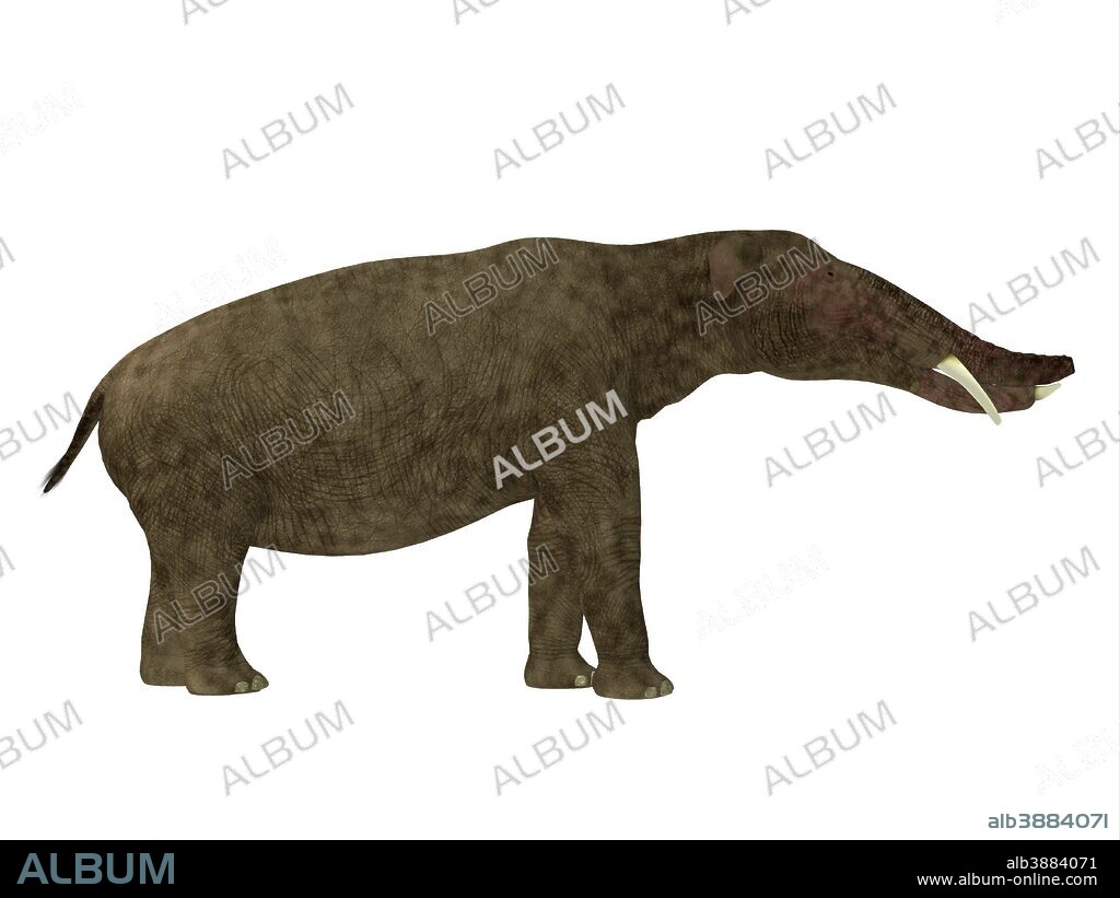 Platybelodon mammal, side view. Platybelodon was a herbivorous extinct mammal related to the elephant that lived in Miocene Era in Africa, Europe, Asia and North America.