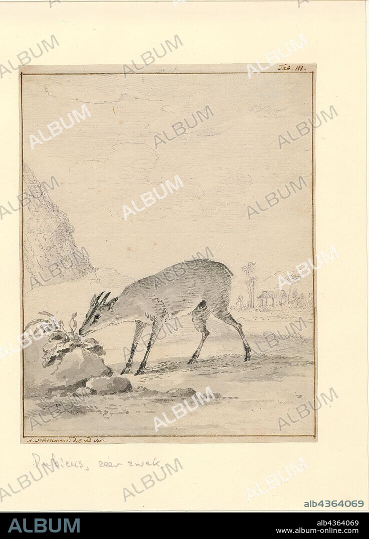 Sylvicapra grimmia, Print, The common duiker (Sylvicapra grimmia), also known as the grey or bush duiker, is a small antelope found in everywhere in Africa south of the Sahara, excluding the Horn of Africa and the rainforests of the central and western parts of the continent. Generally, they are found in habitats with sufficient vegetation cover to allow them to hide—savanna and hilly areas, including the fringes of human settlements., 1710-1792.