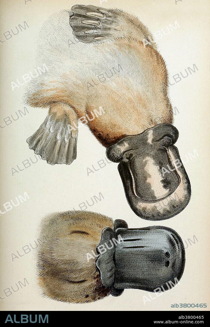 The platypus (Ornithorhynchus anatinus) is a semiaquatic mammal endemic to eastern Australia, including Tasmania. Together with the four species of echidna, it is one of the five extant species of monotremes, the only mammals that lay eggs instead of giving birth. The unusual appearance of this egg-laying, duck-billed, beaver-tailed, otter-footed mammal baffled European naturalists when they first encountered it, with some considering it an elaborate hoax. taken from Proceedings of the Zoological Society of London published 1833.
