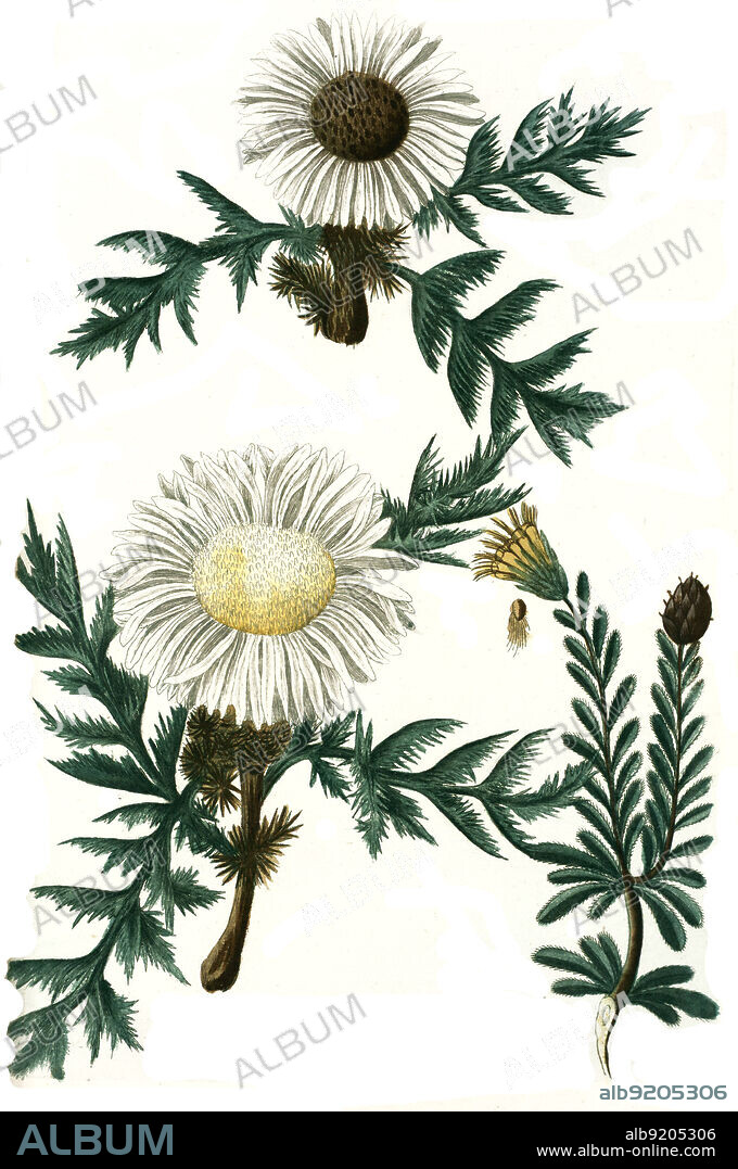 Carlina acaulis Eberwurz, carlina africana, carlina caulescens, Pflanzen aus der Familie der Eberwurzen oder Golddisteln, Digital retuschierte Illustration aus Phytanthoza iconographica von Johann Wilhelm Weinmann, Maler Bartholomäus Seutter und Kupferstecher Johann Jakob Haid und Johann Elias Ridinger, 1740 / Digitally retouched illustration from Phytanthoza iconographica by Johann Wilhelm Weinmann, painter Bartholomäus Seutter and engravers Johann Jakob Haid and Johann Elias Ridinger, 1740.