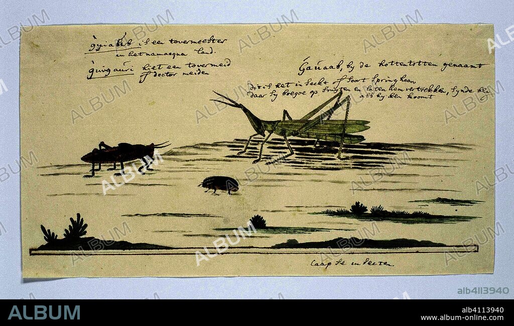Two beetles and a praying mantis (to be identified). Draughtsman: Robert Jacob Gordon (attributed to). Dating: Oct-1777 - Mar-1786. Measurements: h 660 mm × w 480 mm; h 155 mm × w 296 mm.