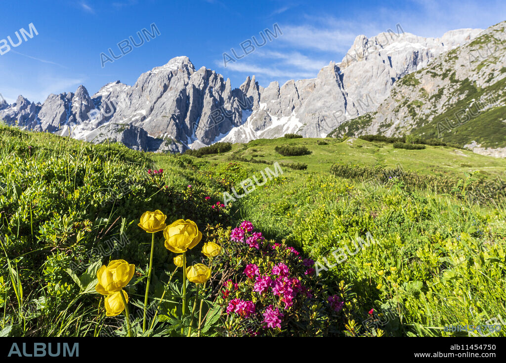 Cima dei Colesei and Popera group surrounded by rhododendrons in bloom, Comelico, Sesto Dolomites, Veneto/South Tyrol, Italy, Europe.