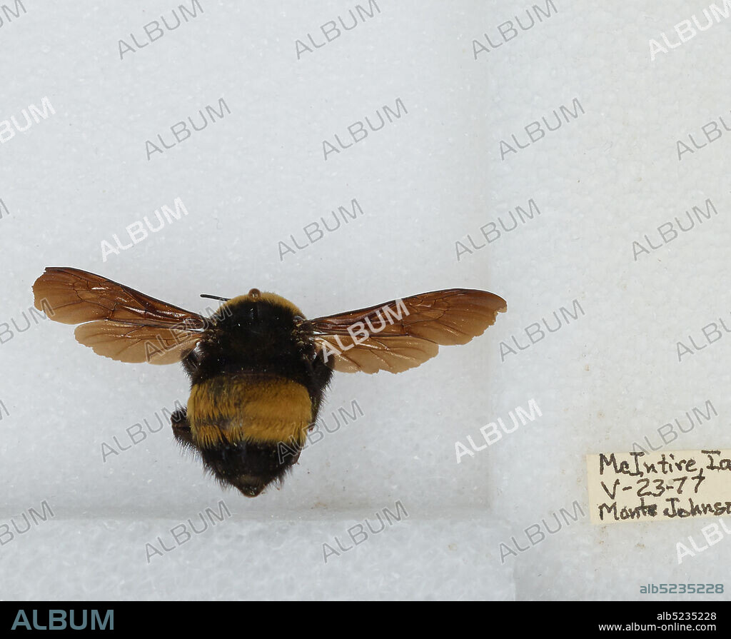 McIntire, Mitchell, Iowa, United States, Bombus sp., Animalia, Arthropoda, Insecta, Hymenoptera, Apidae, Apinae.