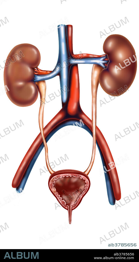 The urinary system (also called the excretory system) is the organ system that produces, stores, and eliminates urine. In humans it includes two kidneys, two ureters, the bladder and the urethra.