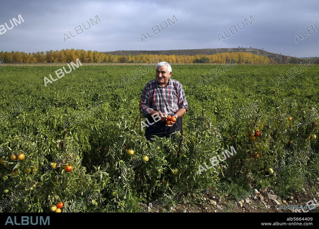 Leiva; recogida de tomates y pimientos.