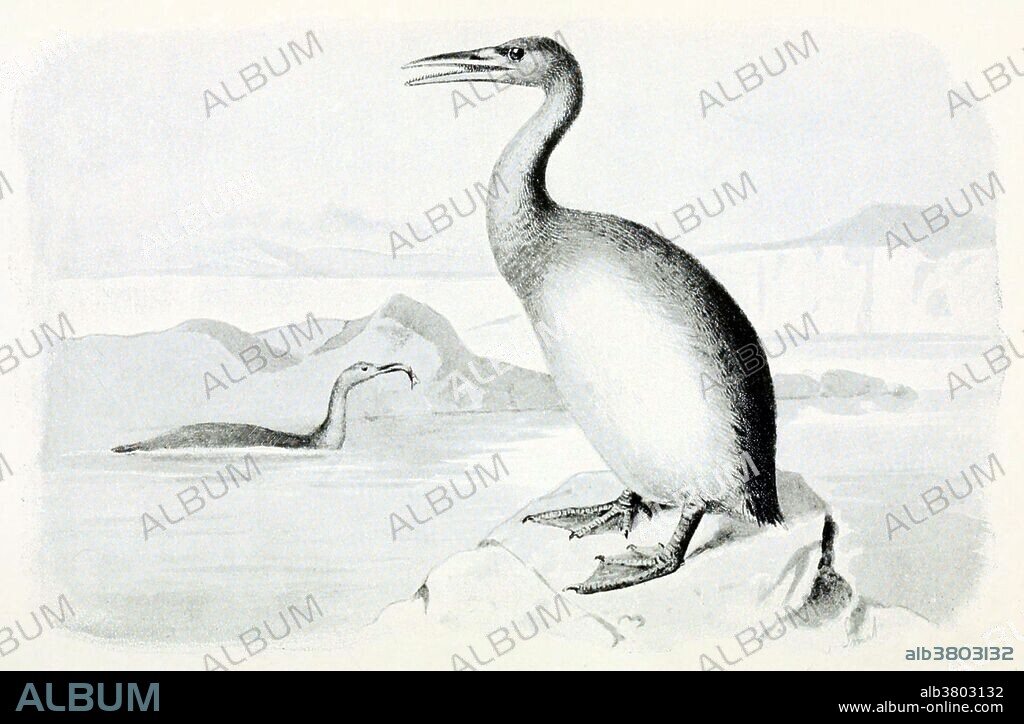 Hesperornis is a genus of flightless aquatic birds that spanned the first half of the Campanian age of the Late Cretaceous period (83-78 million years ago). One of the lesser-known discoveries of the paleontologist O. C. Marsh in the late 19th century Bone Wars, it was an important early find in the history of avian paleontology. Famous locations for Hesperornis fossils are the Late Cretaceous marine limestones from Kansas and the marine shales from Canada. Nine species are recognized, eight of which have been recovered from rocks in North America and one from Russia. Taken from "Extinct monsters and creatures of other days: A popular account of some of the larger forms of ancient animal life" by Reverend Henry Neville Hutchinson, 1910.