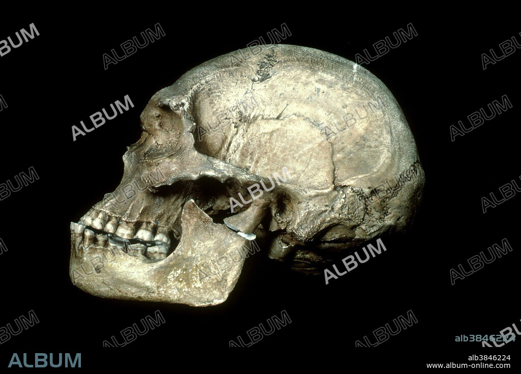 An example of an Australian Aboriginal male skull. See 2t9998, 2t9999, 2t9996, 2v6358, 2t9940, 2t9993, 2t9992, 2t9939, and 2t9995 for skulls of human evolution.