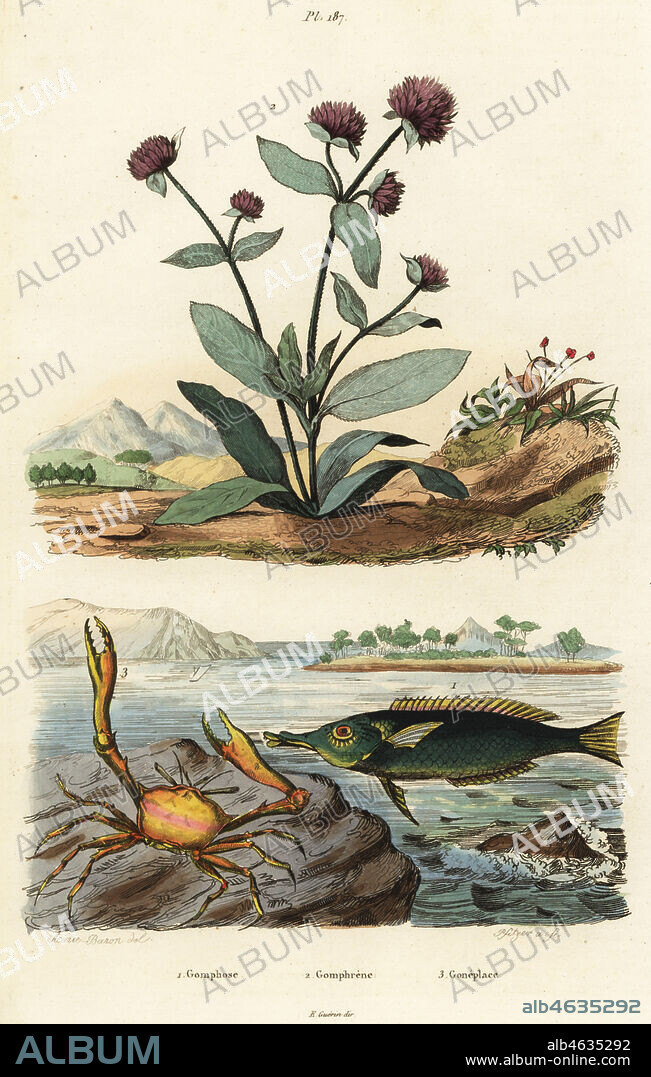 Green birdmouth wrasse, Gomphosus caeruleus 1, globe amaranth, Gomphrena globosa 2, and angular crab, Goneplax rhomboides 3. Gomphose, Gomphrene, Goneplace. Handcoloured steel engraving by Pfitzer after an illustration by A. Carie Baron from Felix-Edouard Guerin-Meneville's Dictionnaire Pittoresque d'Histoire Naturelle (Picturesque Dictionary of Natural History), Paris, 1834-39.