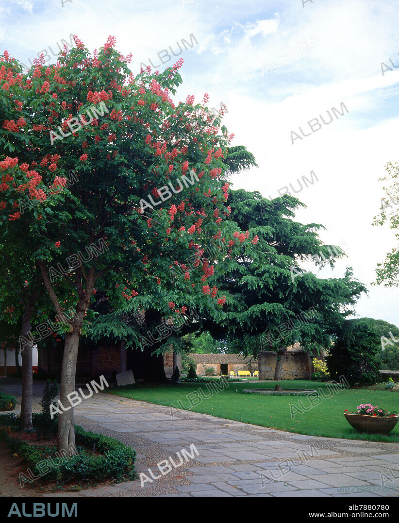 JARDIN CON CASTAÑO DE INDIAS Y PINO.