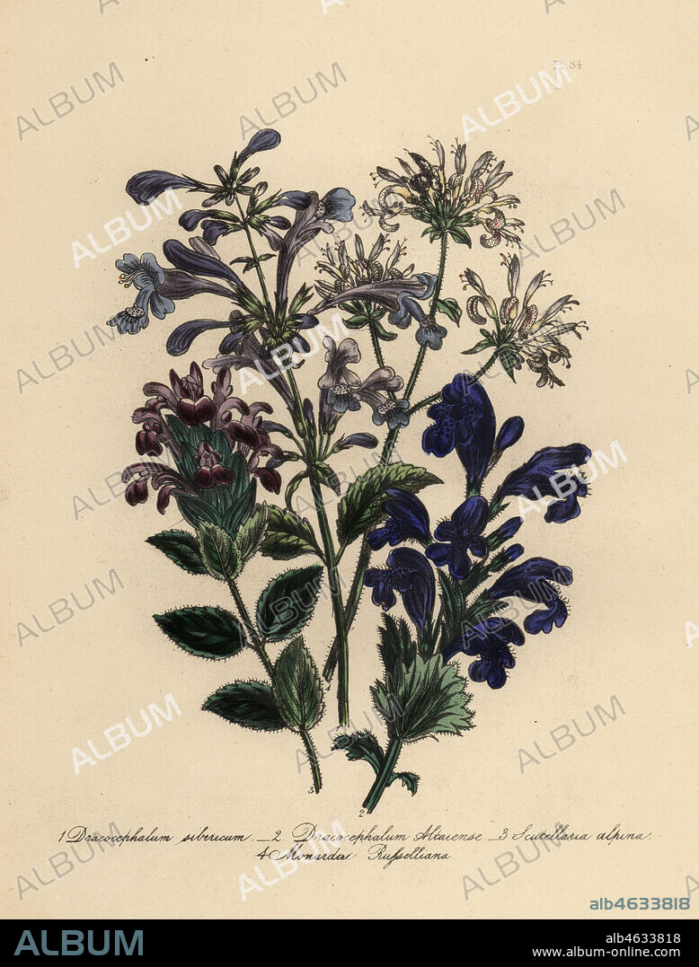 Siberian dracocephalum, Dracocephalum sibiricum, large-flowered dracocephalum, D. altaiense, alpine scutellaria, Scutellaria alpina, and dotted-flowered monarda, Monarda russelliana. Handfinished chromolithograph by Henry Noel Humphreys after an illustration by Jane Loudon from Mrs. Jane Loudon's Ladies Flower Garden of Ornamental Perennials, William S. Orr, London, 1849.