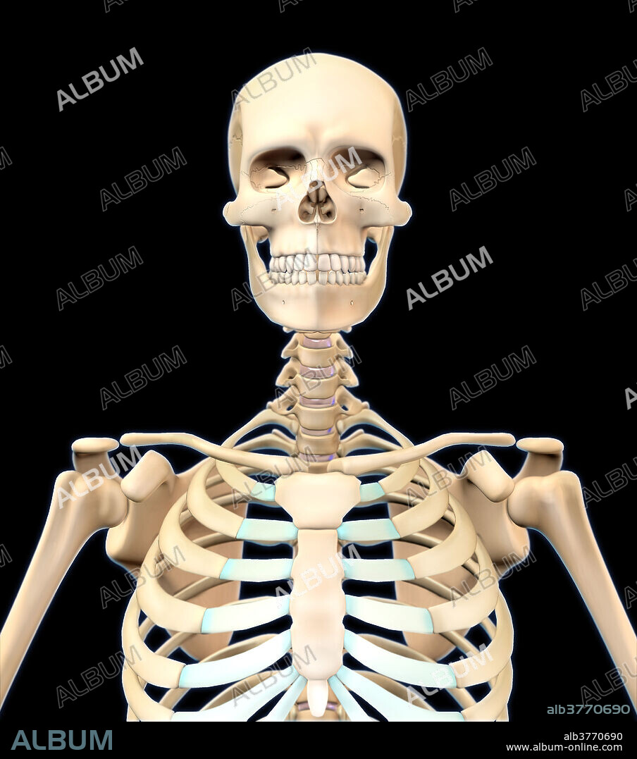 Computer artwork of a human skeleton from an anterior view depicting the skull, cervical vertebrae and torso.