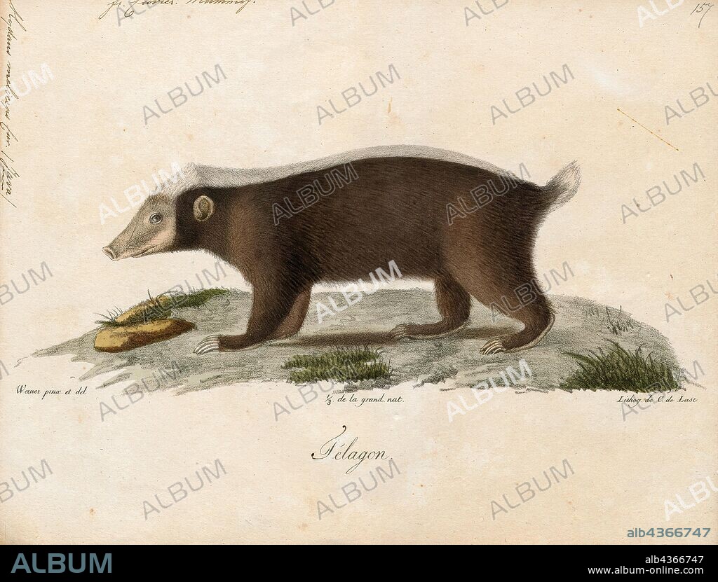 Mydaus meliceps, Print, The Sunda stink badger (Mydaus javanensis), also called the Javan stink badger, teledu, Malay stink badger, Malay badger, Indonesian stink badger and Sunda skunk, is a mammal native to Indonesia and Malaysia. Despite the common name, stink badgers are not closely related to true badgers, and are, instead, Old World relatives of the skunks., 1700-1880.