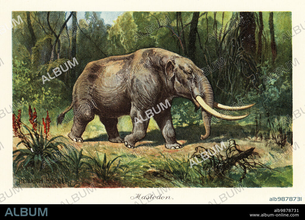 Mastodon, proboscidean belonging to the extinct genus Mammuthus, late Miocene to the Pleistocene. Colour printed illustration after Heinrich Harder from Wilhelm Bolsches Tiere der Urwelt (Animals of the Prehistoric World), Reichardt Cocoa company, Hamburg, 1908. Heinrich Harder (1858-1935) was a German landscape artist and book illustrator.