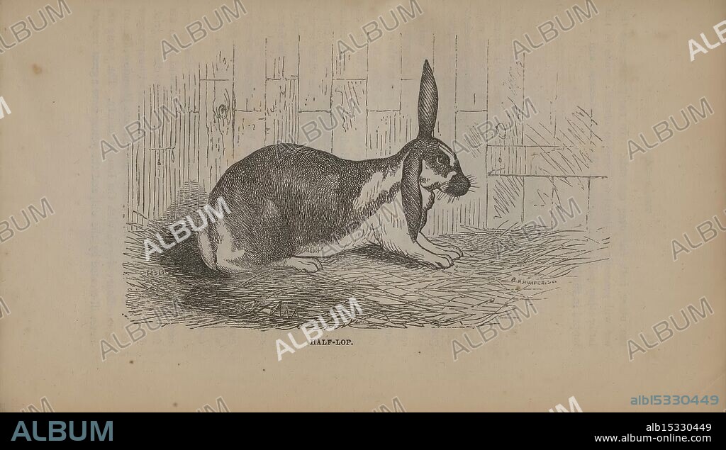 The, rabbit, book, London, Journal, of, Horticulture, n.d., A detailed illustration of a hare, depicted in a side view with prominent ears and a sleek body posture. The hare is resting in a natural setting, surrounded by faint lines suggesting texture beneath it, possibly grass or earth. Its fur is illustrated with variations in shading, highlighting a mix of dark and light colors. The background features simple, etched details that indicate a rustic environment, enhancing the focus on the hare's graceful form and alert stance.