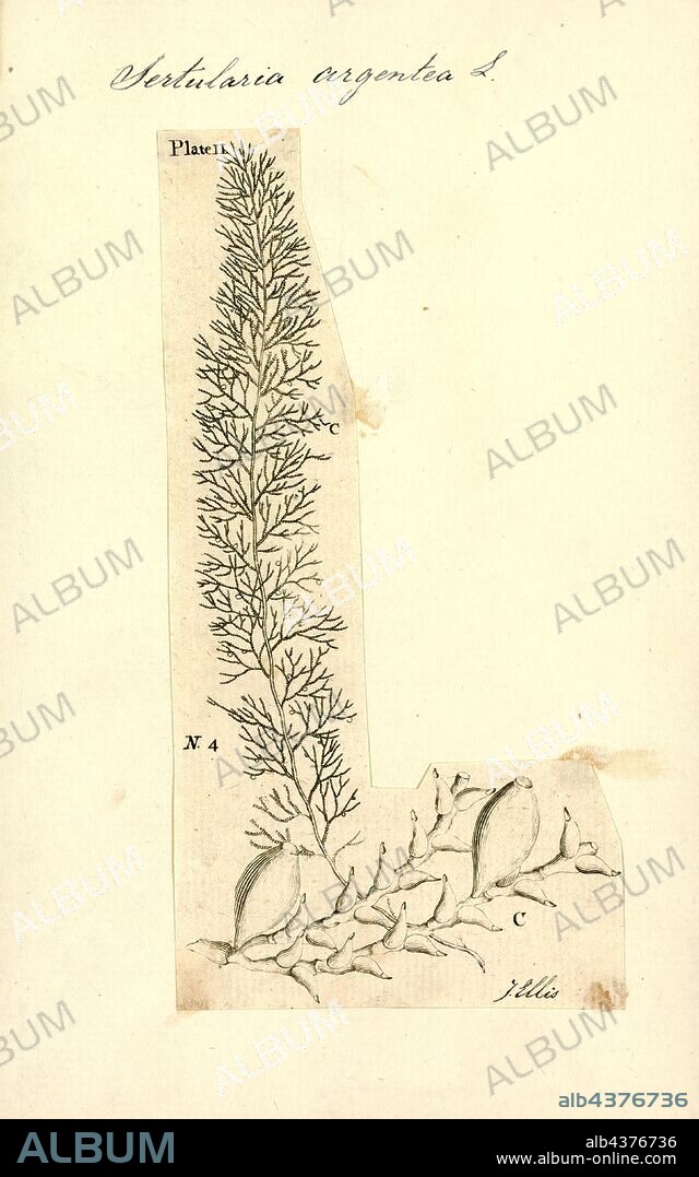 Sertularia argentea, Print, Air fern (Sertularia argentea) is a species of marine animal in the family Sertulariidae. It also known as the sea fir and Neptune plant.