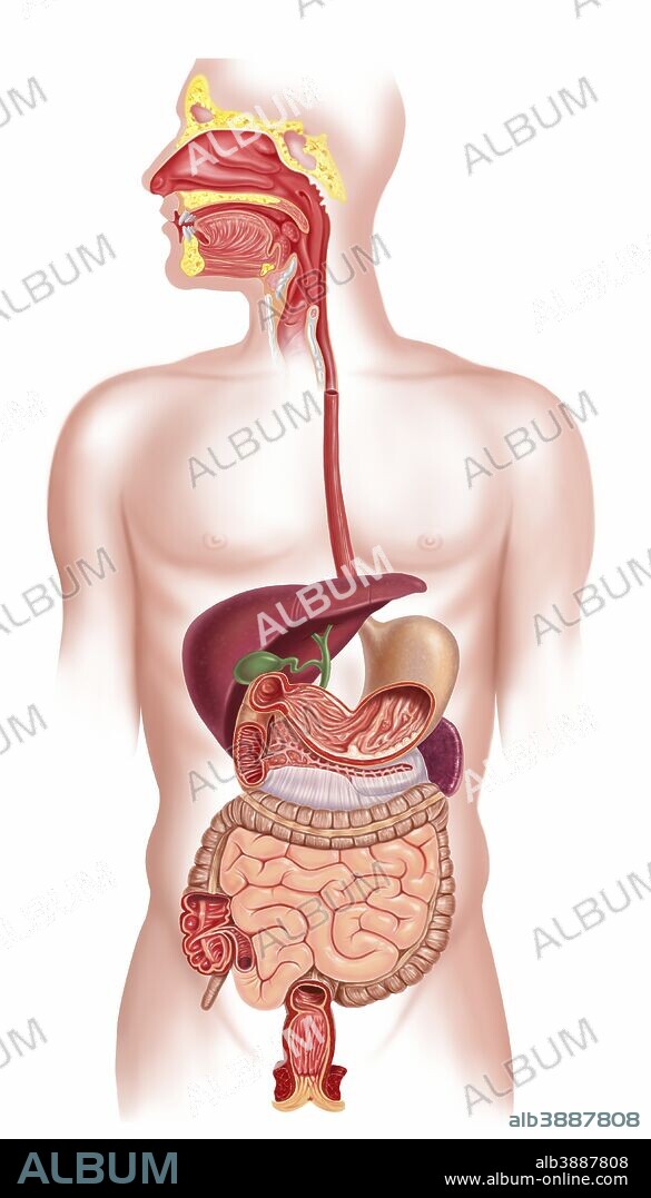 Cross section of human digestive system.
