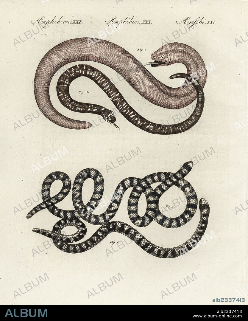 False coral snake, Anilius scytale 1,2, speckled worm lizard, Amphisbaena fuliginosa 3, and red worm lizard, Amphisbaena alba 4. Handcoloured copperplate engraving from Bertuch's "Bilderbuch fur Kinder" (Picture Book for Children), Weimar, 1805. Friedrich Johann Bertuch (1747-1822) was a German publisher and man of arts most famous for his 12-volume encyclopedia for children illustrated with 1,200 engraved plates on natural history, science, costume, mythology, etc., published from 1790-1830.