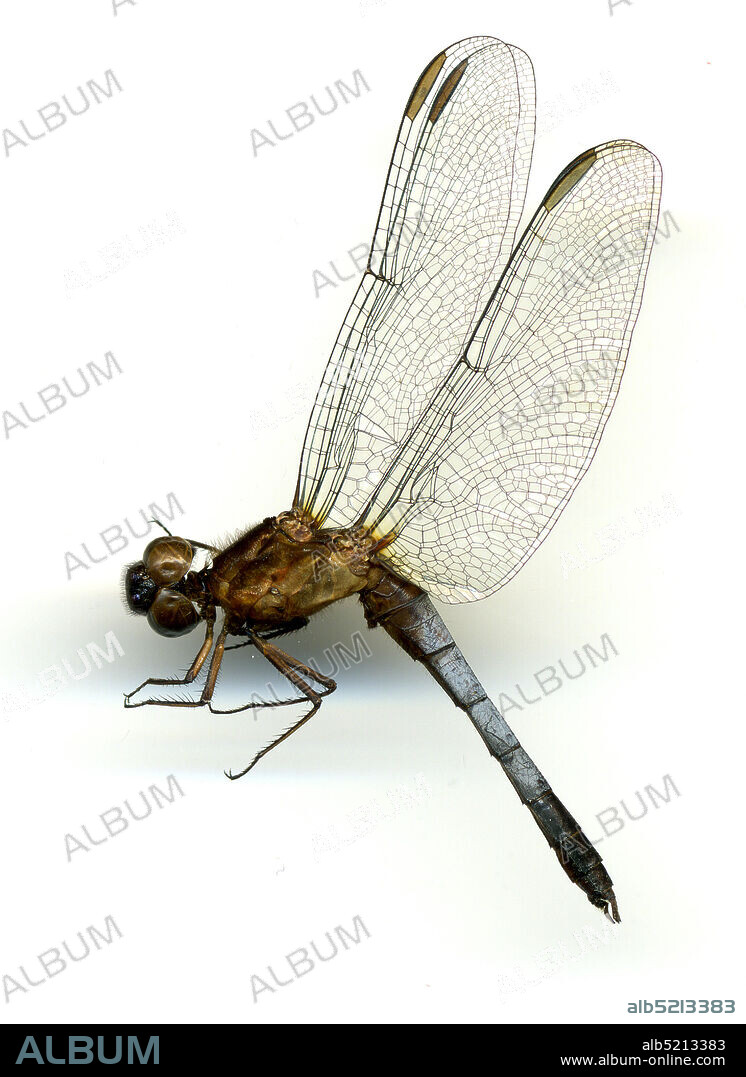 Pond #3, Cluff Ranch Wildlife Area, southwest of Pima, Graham, Arizona, United States, Erythrodiplax basifusca (Calvert, 1895), Animalia, Arthropoda, Insecta, Odonata, Anisoptera, Libellulidae.