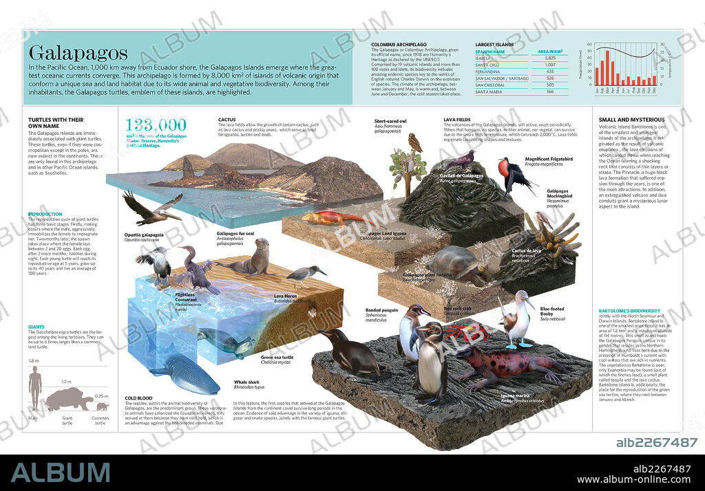 Galapagos. Infographic of the aquatic and terrestrial fauna of the Galápagos Islands.