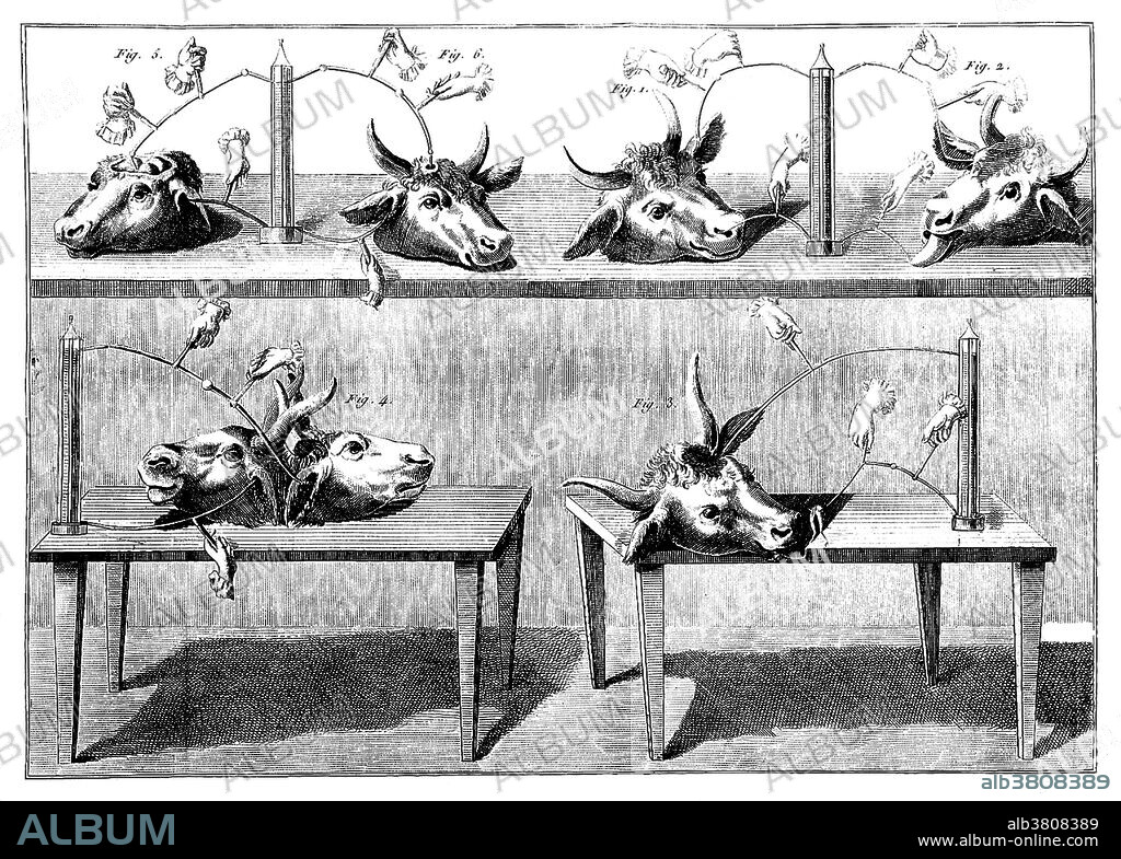 Galvanism experiments. Galvanism is the contraction of a muscle that is stimulated by an electric current. The effect was named after Luigi Galvani (September 9, 1737 - December 4, 1798), who investigated the effect of electricity on dissected animals in the 1780-90s. Giovanni Aldini (April 10, 1762 - January 17, 1834) was an Italian physicist and nephew of Galvani. His most famous public demonstration of the electro-stimulation technique of deceased limbs was performed on the executed criminal George Forster in London, 1803. The Newgate Calendar describes what happened: "On the first application of the process to the face, the jaws of the deceased criminal began to quiver, and the adjoining muscles were horribly contorted, and one eye was actually opened." Image appeared in "Essai theoretique experimental sur le Galvanisme" by Giovanni Aldini, 1804.