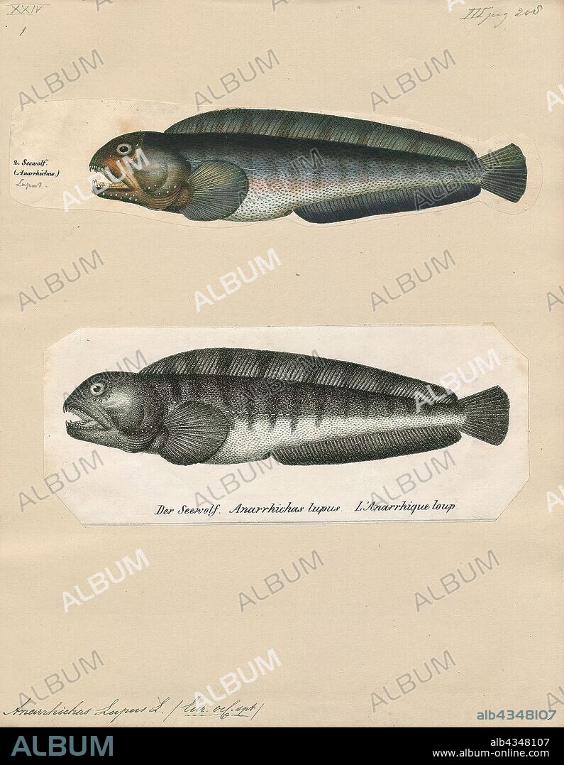 Anarrhichas lupus, Print, The Atlantic wolffish (Anarhichas lupus), also known as the seawolf, Atlantic catfish, ocean catfish, devil fish, wolf eel (the common name for its Pacific relative), woof or sea cat, is a marine fish of the wolffish family Anarhichadidae. The numbers of the Atlantic wolffish in US waters are rapidly being depleted, most likely due to overfishing and bycatch, and is currently a Species of Concern according to the U.S. National Oceanic and Atmospheric Administration's National Marine Fisheries Service., 1700-1880.