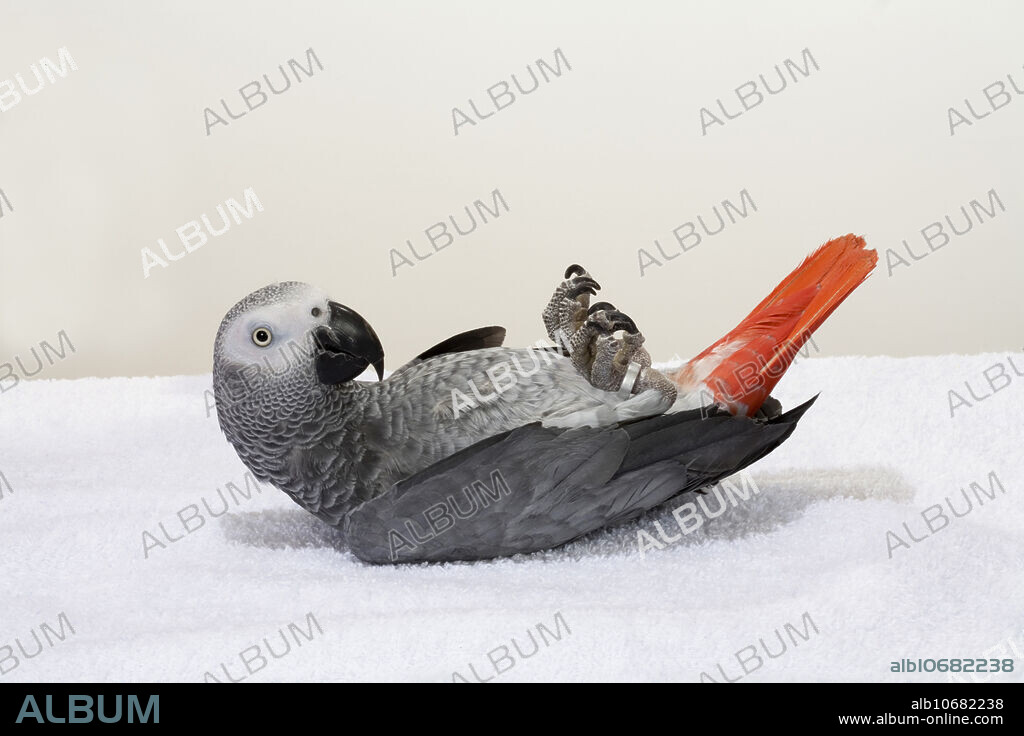 Congo African Grey parrot (Psittacus erithacus erithacus) playing ''dead''.