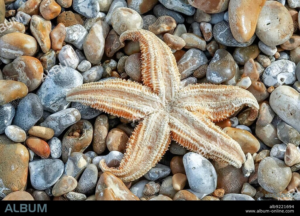 Common Starfish (Asterias Rubens) washed ashore at Dungeness.
