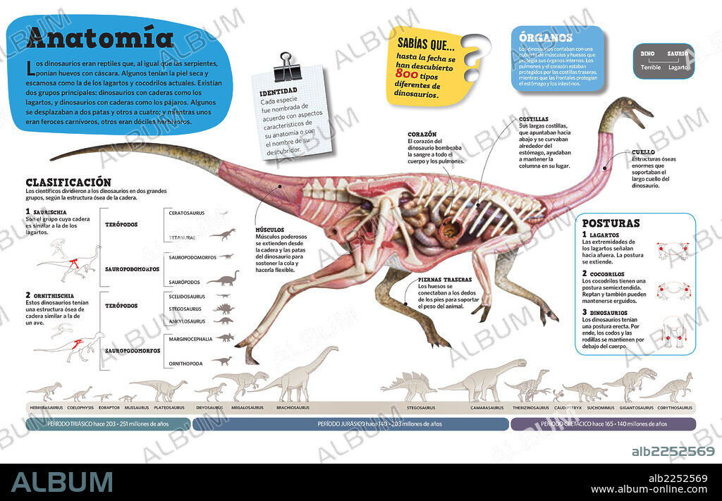 ANATOMIA. Infografía sobre los dinosaurios: clasificación y anatomía.