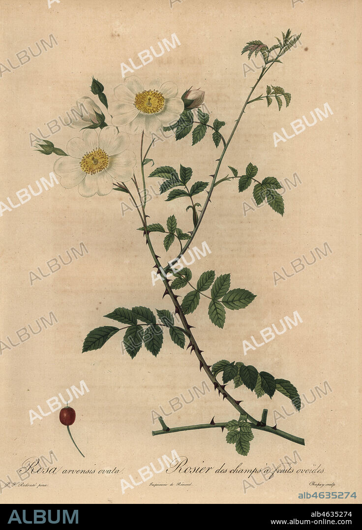 White field rose, Rosa arvensis ovata, Rosier des champs a fruits ovoides. Stipple copperplate engraving by Jean Baptiste Chapuy handcoloured a la poupee after a botanical illustration by Pierre-Joseph Redoute from the first folio edition of Les Roses, Firmin Didot, Paris, 1817.