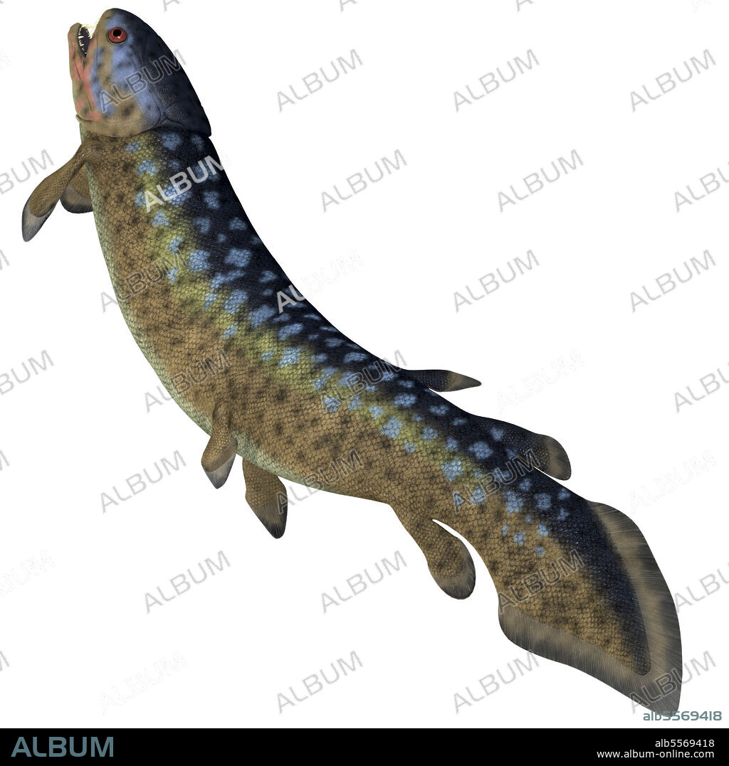 Rhizodus fish, white background. Rhizodus was a carnivorous predator fish that lived in freshwater during the Devonian and Carboniferous Periods.