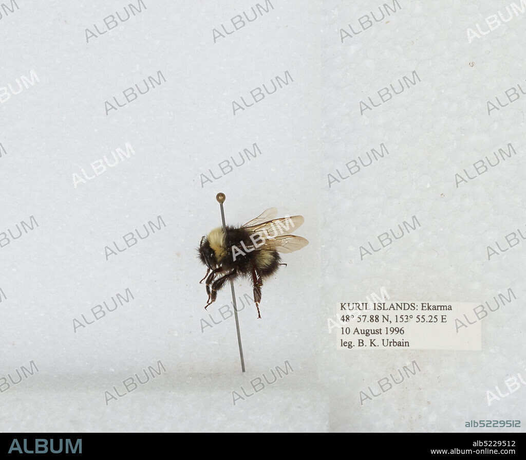 Ekarma, Kuril Islands, Sakhalin, Russia, Bombus sp., Animalia, Arthropoda, Insecta, Hymenoptera, Apidae, Apinae.