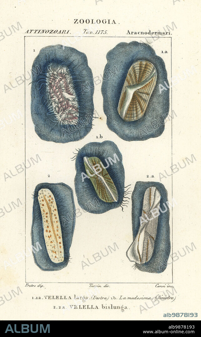 Sea raft, by-the-wind sailor, purple sail, little sail, Velella velella. 1,2. Velella larga, Velella bislunga. Handcoloured copperplate stipple engraving from Antoine Laurent de Jussieu's Dizionario delle Scienze Naturali, Dictionary of Natural Science, Florence, Italy, 1837. Illustration engraved by Corsi, drawn by Jean Gabriel Pretre and directed by Pierre Jean-Francois Turpin, and published by Batelli e Figli. Turpin (1775-1840) is considered one of the greatest French botanical illustrators of the 19th century.