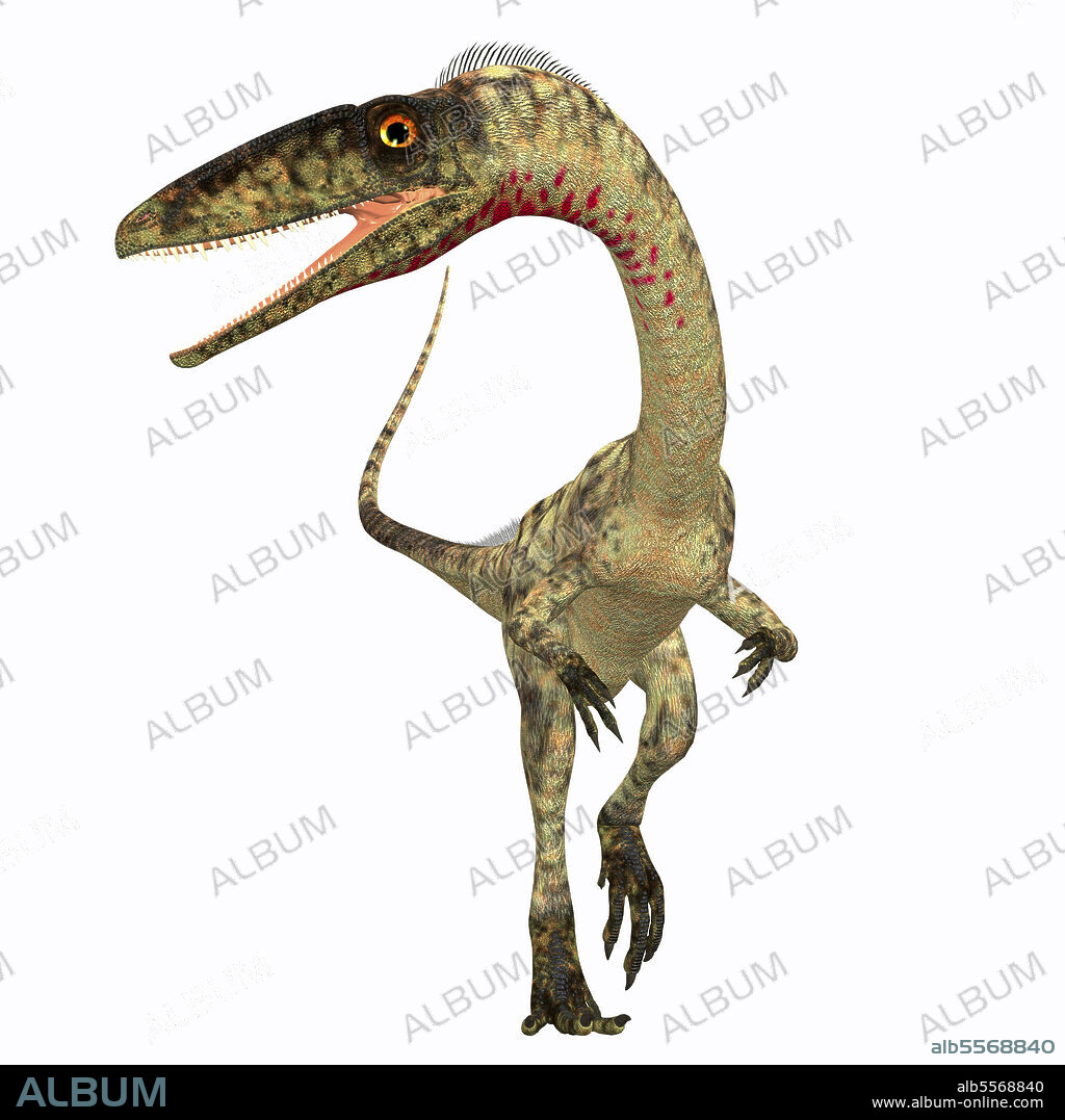 Coelophysis dinosaur, front view. Coelophysis was a carnivorous theropod dinosaur that lived in the Triassic Period of North America.