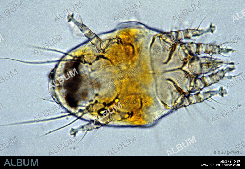 Honeybee tracheal mite. Light micrograph of a honeybee tracheal mite (Acarapis woodi). Mites are related to spiders, and many are parasites of other animals. This mite lives in the tracheae (airways) of honeybees (Apis mellifera), causing a condition known as acariosis or acarine disease. It makes the bees lethargic and unable to fly. Acariosis can cause entire honeybee colonies to collapse. The tracheal mite has a wide, flat body with four pairs of legs. A small head (far right) bears mouthparts for feeding on the blood-like haemolymph of its host. The mite's body has several long hairs, but is otherwise smooth. Magnification: x450 when printed 10cm wide.