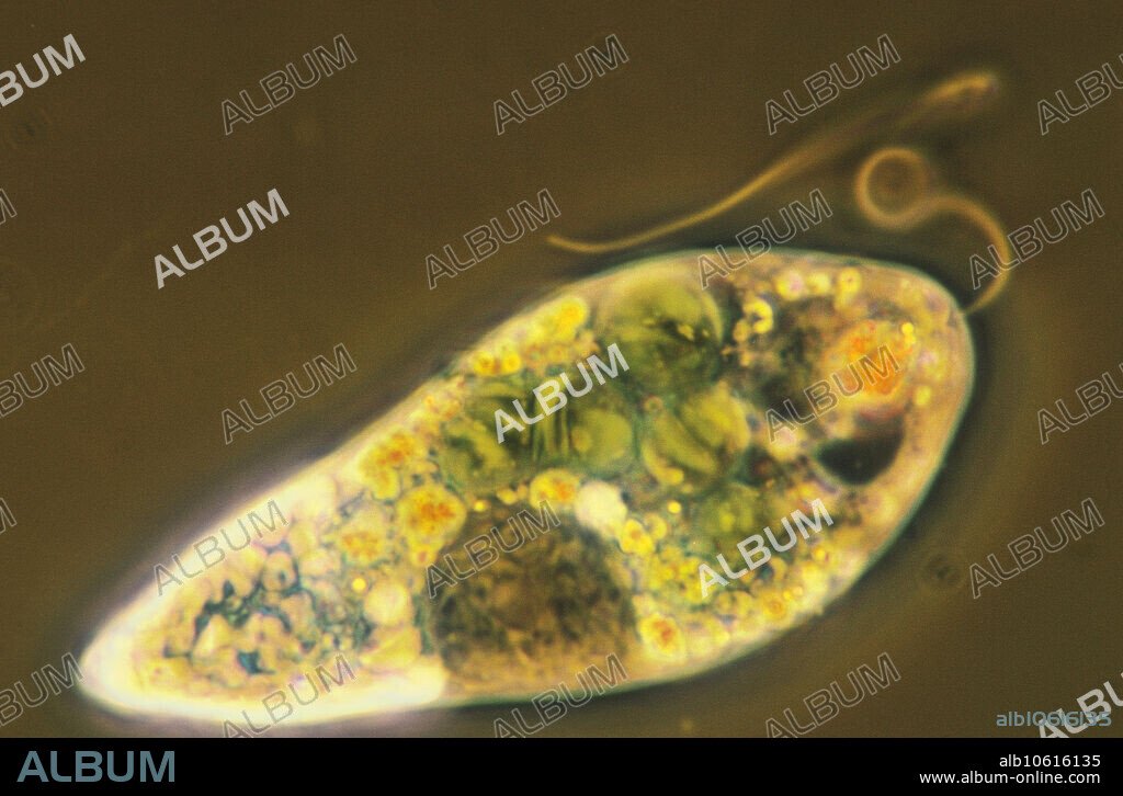 Color enhanced micrograph of Euglena. Euglena is a genus of microscopic, one-celled organisms in the Protista kingdom. There are about 150 species of euglenas. They live in fresh water, and are especially common in warm seasons when they may form a green scum on the surfaces of small ponds or drainage ditches. Magnification:500X.