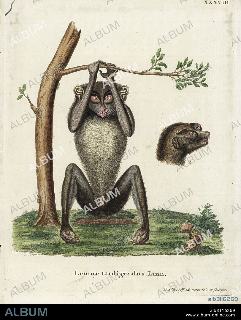 Red slender loris, Loris tardigradus. Endangered. (Lemur tardigradus L.) Drawn from nature and engraved by H.I. Tyroff. Handcoloured copperplate engraving from Johann Christian Daniel Schreber's Animal Illustrations after Nature, or Schreber's Fantastic Animals, Erlangen, Germany, 1775.