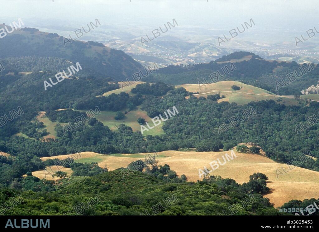 Chaparral plant community, a thicket of shrubs and small trees, in Mount Diablo State Park, CA.