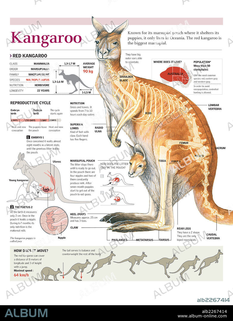 CANGURO. Infografía de la anatomía, distribución geográfica, ciclo reproductivo y locomoción del canguro.