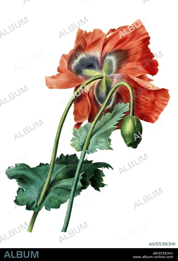 Schlafmohn, Mohn, Papaver somniferum .