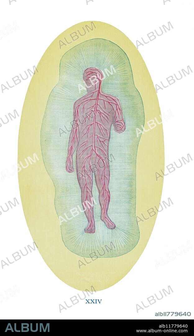 THEOSOPHY - ASTRAL BODIES - THE ETHERIC BODY. One of the spiritual bodies of man, as revealed by higher clairvoyance.From the 1920 edition of Charles Leadbeater's, Man Visible and Invisible. Examples of Different Types of Men as Seen by Means of Trained Clairvoyance. The Etheric Body is invisible to ordinary vision, yet it must be understood as being a mass of faintly luminous violet-grey mist, interpenetrating he denser part of the physical body. Among other things, it is the vehicle of he vital forces on the physical plane: for this reason, it is sometimes called the Health-Aura. The picture illustrates a healthy Etheric Body, with the tenuous blue filaments within the sheath radiant.