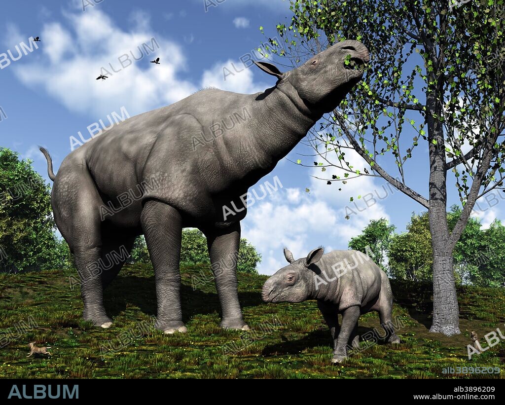 A Paraceratherium mother grazes on leaves and twigs of a poplar tree while her infant son stands nearby in a scene from 30 million years ago during the Rupelian Stage of the Oligocene Epoch in northwest China. Also in this scene on the lower left is a Palaeolagus, an extinct genus of the order lagomorpha, which includes modern hares, rabbits and pikas. On the lower right is a Palaeosciurus, the earliest known ground squirrel. Flying overhead are passerine ancestors of today's perching songbirds.. . More massive than a modern African elephant, Paraceratherium is believed to be the largest mammal ever to have walked the Earth. Adult Paraceratherium are estimated to have been 18 ft tall at the shoulder with a maximum raised head height of 26 ft. They may have weighed as much as 20 tons. Related to modern rhinoceroses, Paraceratherium became extinct about 23 million years ago.