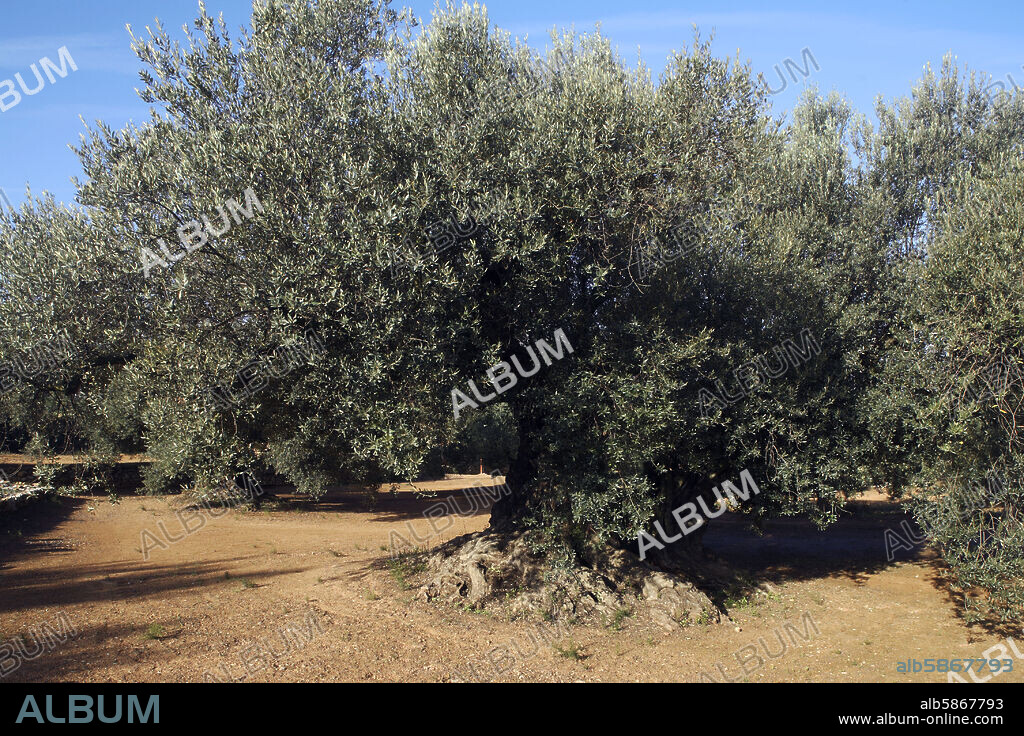 Ulldecona; finca de olivos milenarios cerca del pueblo.