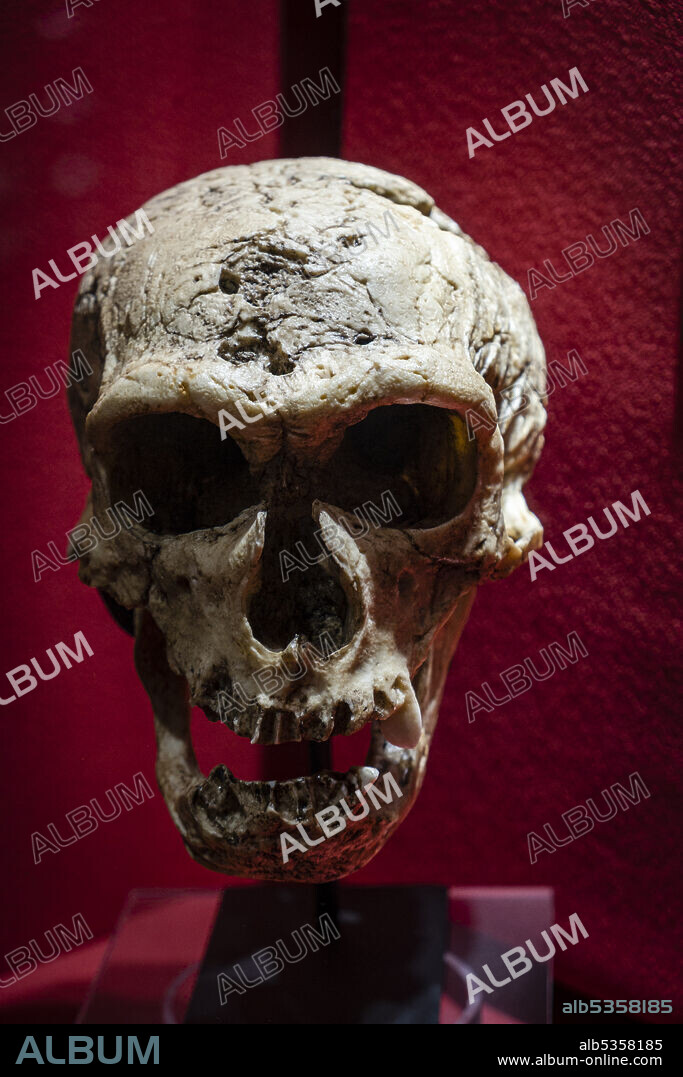 Homo neanderthalensis, La Chapelle-aux-Saints skull replica, Museo Comarcal de Molina de Aragón, Guadalajara, Spain.